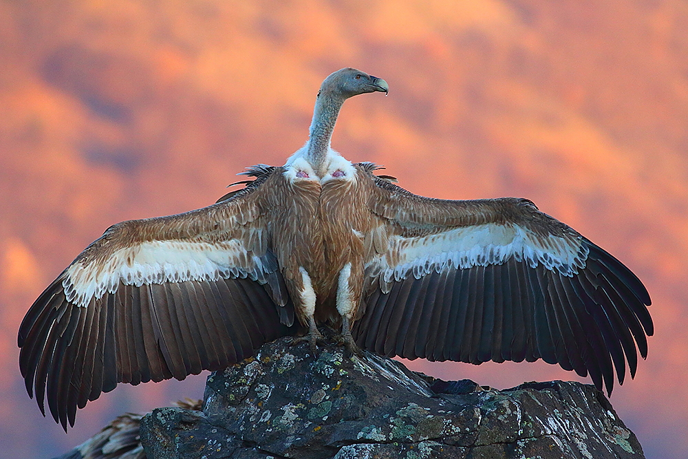bird photography hides and tours