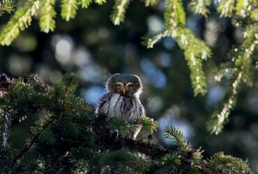 Bulgaria Birding Tours