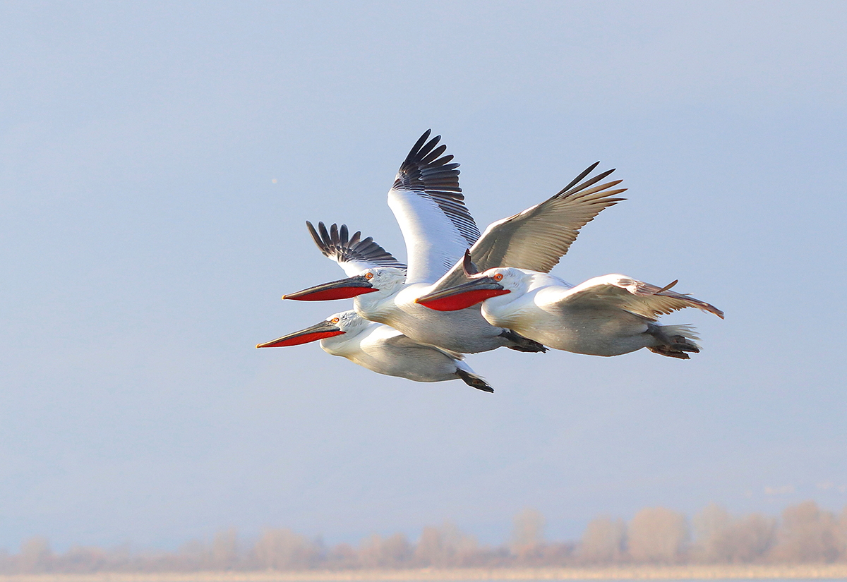 Dalmatian Pelicans by Dimiter Geprgiev