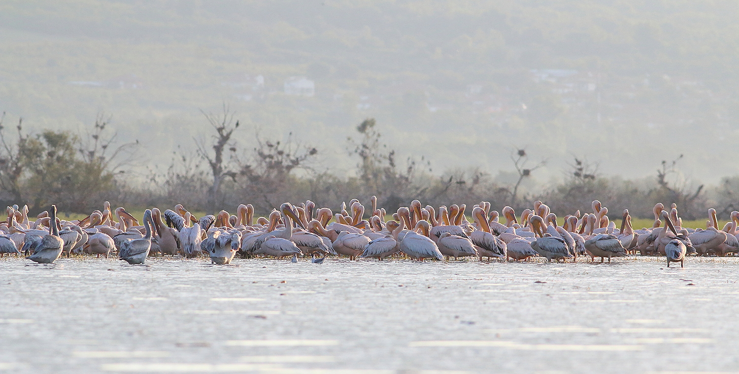 Spring birding tour in Greece