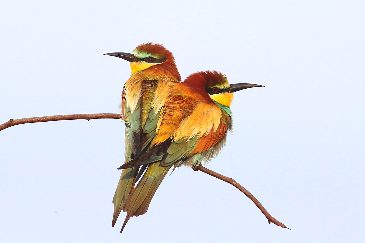 Spring bird photography tour to Bulgaria