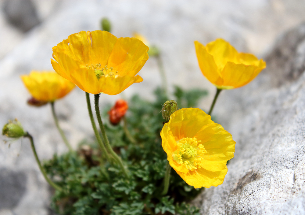 Papaver degenii by Dimiter Georgiev