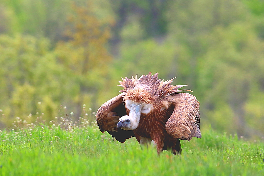 Bird photography tour in Bulgaria
