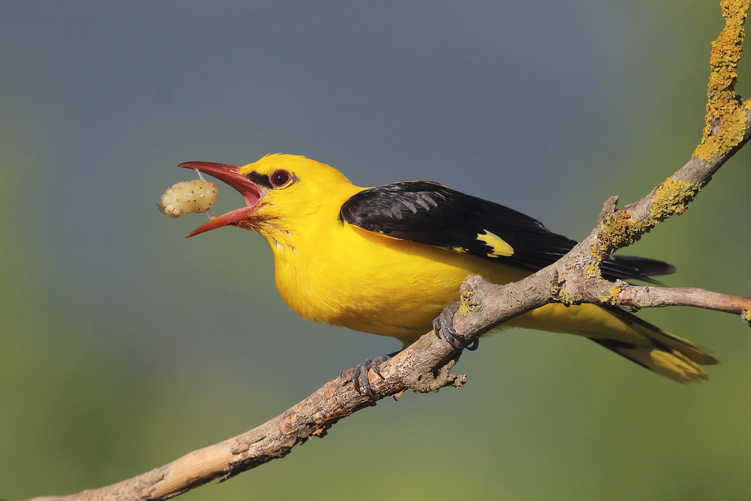 Bird photography tour to Bulgaria