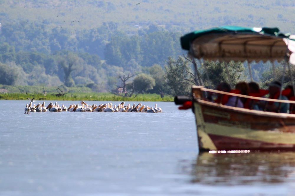 Birdwatching tour to Greece